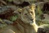 African Lion, lioness (Panthera leo)