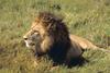 African Lion, male (Panthera leo)