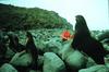 Steller Sea Lion (Eumetopias jubatus)