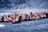 Steller Sea Lion group (Eumetopias jubatus)