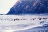 Steller Sea Lion group (Eumetopias jubatus)