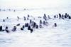 Steller Sea Lion group (Eumetopias jubatus)