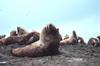 Steller Sea Lion group (Eumetopias jubatus)