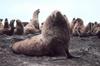 Steller Sea Lion group (Eumetopias jubatus)