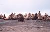 Steller Sea Lion group (Eumetopias jubatus)