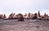 Steller Sea Lion group (Eumetopias jubatus)