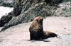 Southern Fur Seal (Arctocephalus sp.)