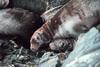 Steller Sea Lion group (Eumetopias jubatus)