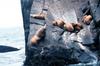 Steller Sea Lion group (Eumetopias jubatus)