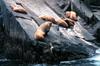 Steller Sea Lion group (Eumetopias jubatus)