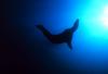 California Sea Lion (Zalophus californianus)
