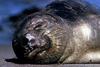 Northern Elephant Seal (Mirounga angustirostris)