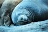 Southern Elephant Seal (Mirounga leonina)