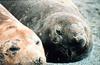 Southern Elephant Seal (Mirounga leonina)