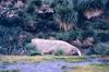 Southern Elephant Seal (Mirounga leonina)