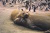 Southern Elephant Seal (Mirounga leonina)  and Chinstrap Penguin flock