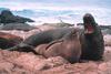 Northern Elephant Seal (Mirounga angustirostris)