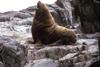 Northern Fur Seal (Callorhinus ursinus)