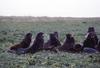 Northern Fur Seal (Callorhinus ursinus)