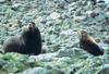 Northern Fur Seal (Callorhinus ursinus)