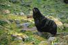 Northern Fur Seal (Callorhinus ursinus)