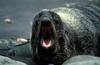 Northern Fur Seal (Callorhinus ursinus)