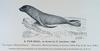 Northern Fur Seal illust (Callorhinus ursinus)