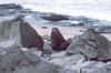 Northern Fur Seal (Callorhinus ursinus)