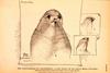Northern Fur Seal illust (Callorhinus ursinus)