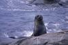 Antarctic Fur Seal (Arctocephalus gazella)