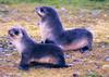 Southern Fur Seal pups (Arctocephalus sp.)