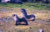 Southern Fur Seal pups (Arctocephalus sp.)