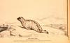 Grey Seal illust (Halichoerus grypus)