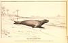 Caribbean or West Indian Monk Seal illust (Monachus tropicalis)