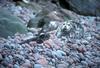 Harbor Seal with pup (Phoca vitulina)