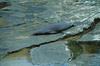 Hawaiian Monk Seal (Monachus schauinslandi)