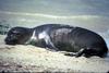 Hawaiian Monk Seal (Monachus schauinslandi)