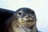 Hawaiian Monk Seal (Monachus schauinslandi)