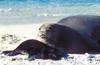 Hawaiian Monk Seal with pup (Monachus schauinslandi)