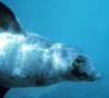 Hawaiian Monk Seal (Monachus schauinslandi)