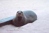 Hawaiian Monk Seal (Monachus schauinslandi)