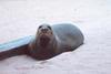 Hawaiian Monk Seal (Monachus schauinslandi)