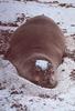 Hawaiian Monk Seal (Monachus schauinslandi)