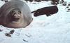 Hawaiian Monk Seal (Monachus schauinslandi)