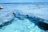 Hawaiian Monk Seal (Monachus schauinslandi)