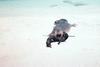 Hawaiian Monk Seal (Monachus schauinslandi)