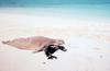 Hawaiian Monk Seal (Monachus schauinslandi)