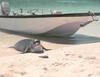 Hawaiian Monk Seal (Monachus schauinslandi)