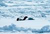 Ribbon Seal pup (Phoca fasciata)