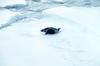 Ribbon Seal (Phoca fasciata)